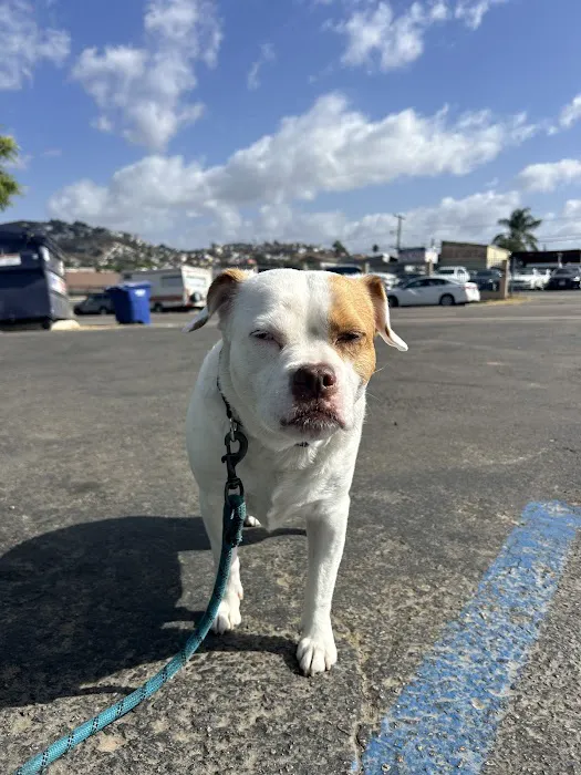 Spring Valley Animal Med Hospital 9