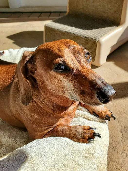 Pet Urgent Care 4
