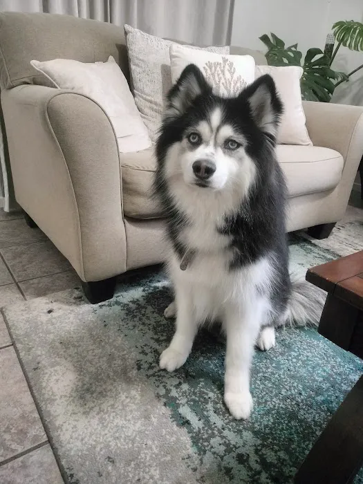 Pet Urgent Care 3