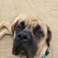 Pet Urgent Care ico