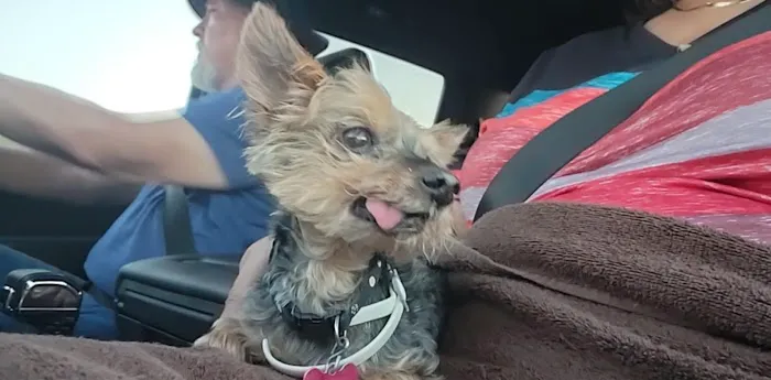 Pet Urgent Care 7