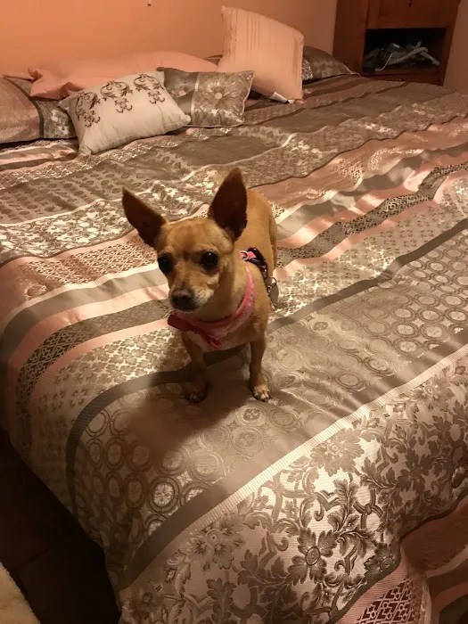 Pet Urgent Care 8