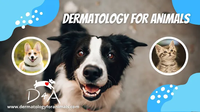 Dermatology for Animals - San Diego 12
