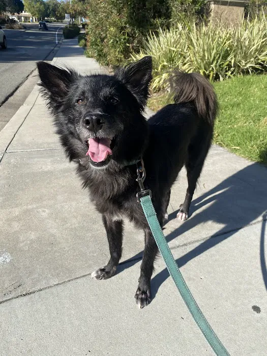 Dermatology for Animals - San Diego 12