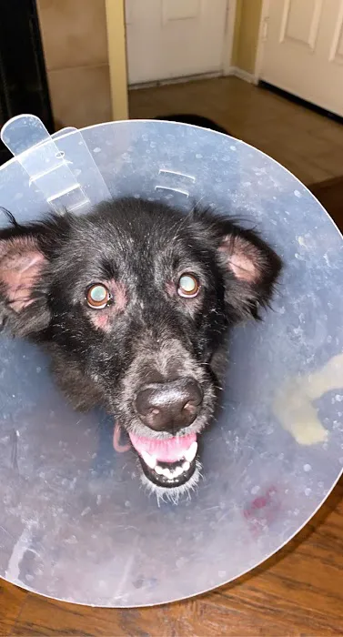 Dermatology for Animals - San Diego 12