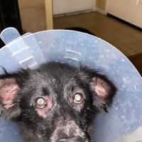 Dermatology for Animals - San Diego ico