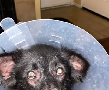 Dermatology for Animals - San Diego