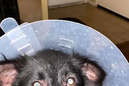 Dermatology for Animals - San Diego
