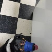 The Ark Veterinary Services ico