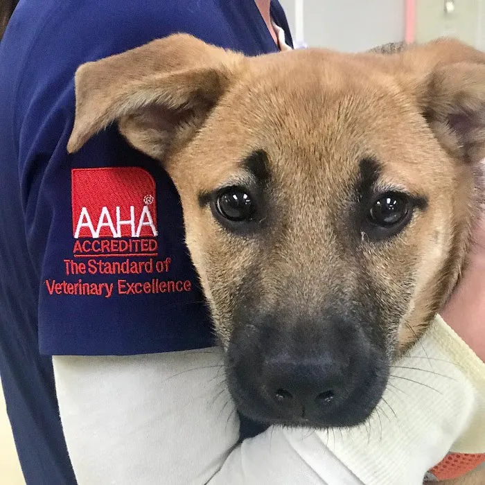 Providence Animal Hospital & Pet Resort 9
