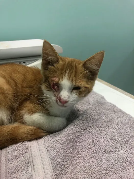 Blue Oasis Pet Hospital 12