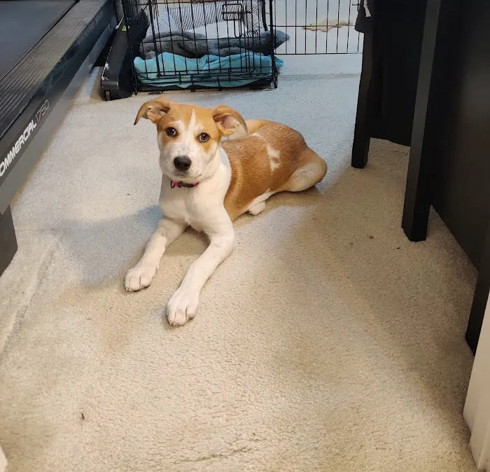 Banfield Pet Hospital 2
