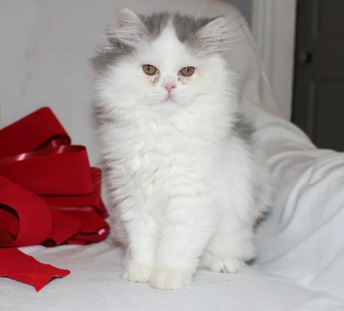 Banfield Pet Hospital 1