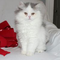 Banfield Pet Hospital ico