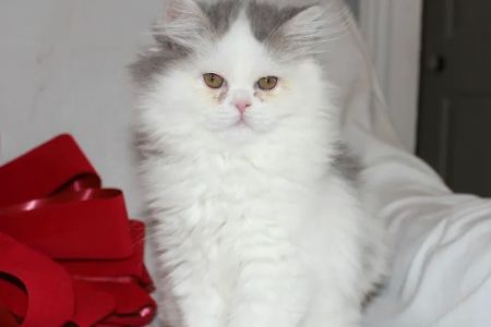 Banfield Pet Hospital