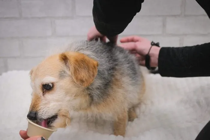 The Vital Spark: Veterinary Rehab and Acupuncture 12