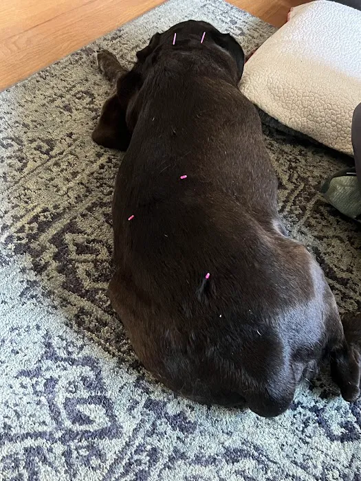 The Vital Spark: Veterinary Rehab and Acupuncture 12
