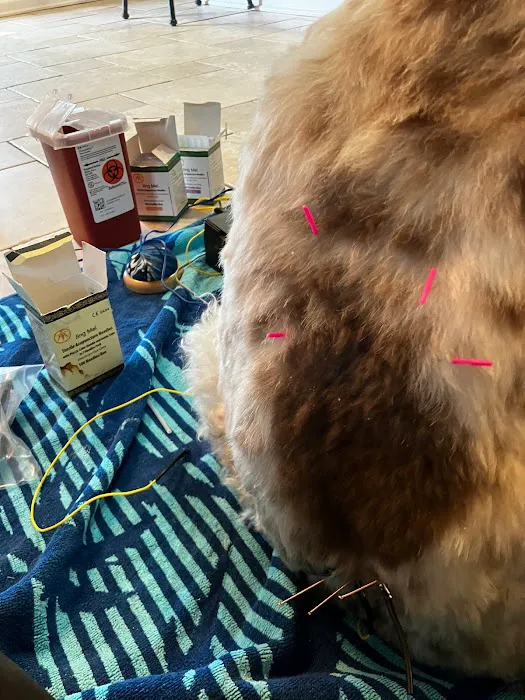 The Vital Spark: Veterinary Rehab and Acupuncture 12