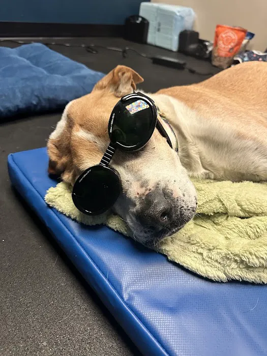 The Vital Spark: Veterinary Rehab and Acupuncture 12