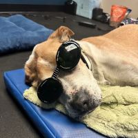 The Vital Spark: Veterinary Rehab and Acupuncture ico