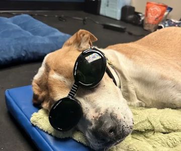 The Vital Spark: Veterinary Rehab and Acupuncture