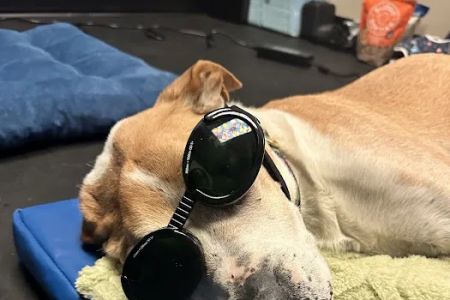 The Vital Spark: Veterinary Rehab and Acupuncture