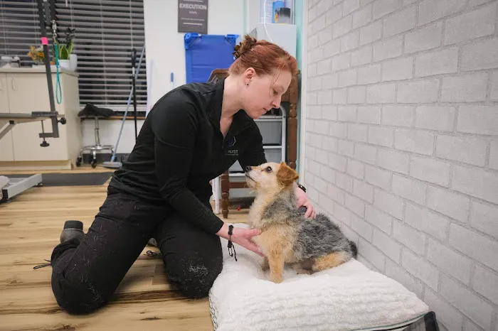 The Vital Spark: Veterinary Rehab and Acupuncture 12