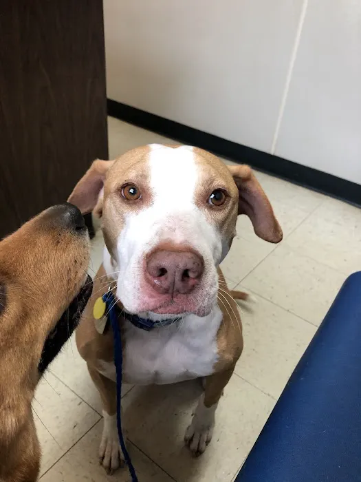 Blue Cross Pet Clinic 12