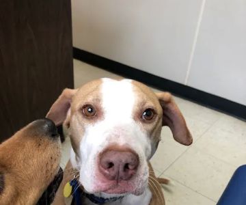 Blue Cross Pet Clinic