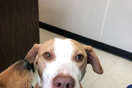 Blue Cross Pet Clinic