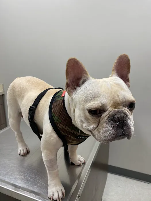 Blue Cross Pet Clinic 12