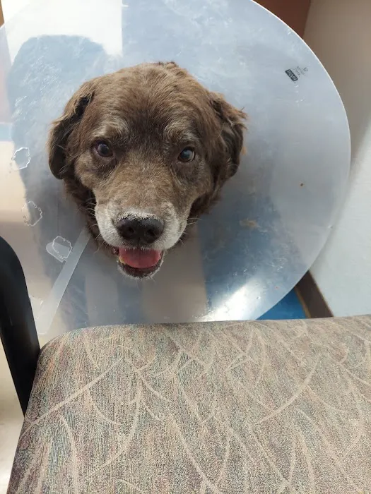 Callaghan Road Animal Hospital 4