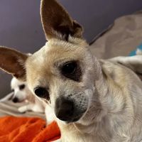 Callaghan Road Animal Hospital ico