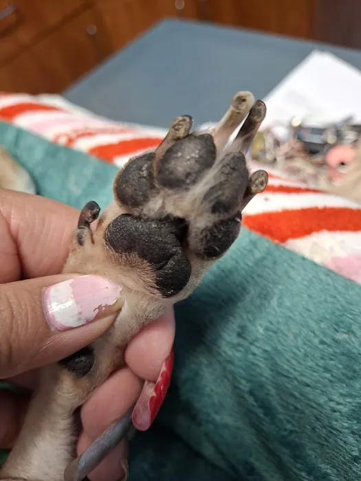 North Star Animal Hospital 2