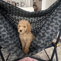 North Star Animal Hospital ico