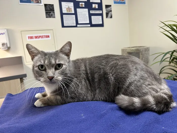 Vetco Total Care Animal Hospital 8