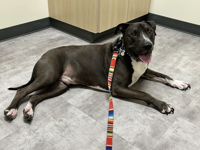 Vetco Total Care Animal Hospital 7