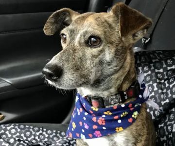 Pets First Veterinary Center