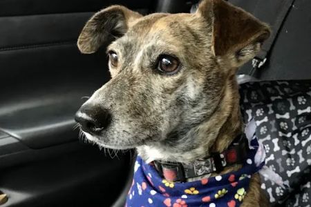 Pets First Veterinary Center