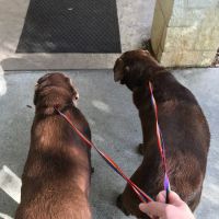 Pets First Veterinary Center: Wright Heather H DVM ico