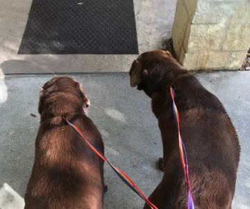 Pets First Veterinary Center: Wright Heather H DVM