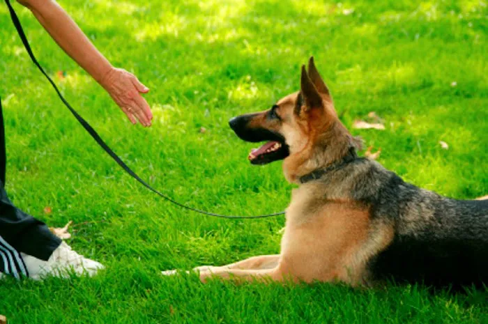All Creatures Great & Small Veterinary Hospital 12