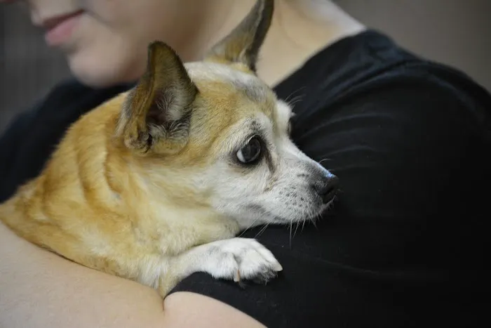 All Creatures Great & Small Veterinary Hospital 12