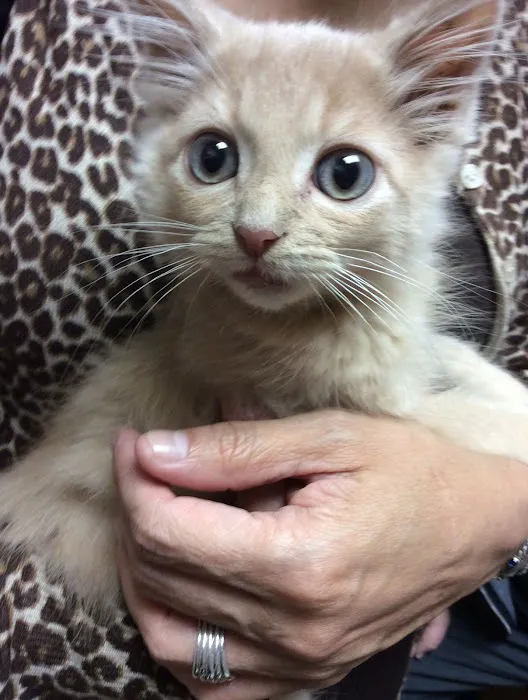 All Creatures Great & Small Veterinary Hospital 12
