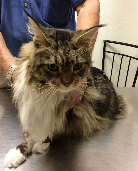 All Creatures Great & Small Veterinary Hospital 12