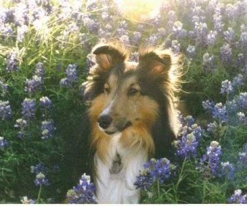 All Creatures Great & Small Veterinary Hospital