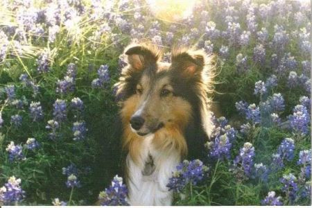 All Creatures Great & Small Veterinary Hospital