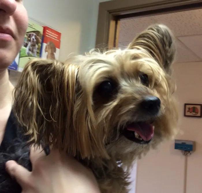 All Creatures Great & Small Veterinary Hospital 12