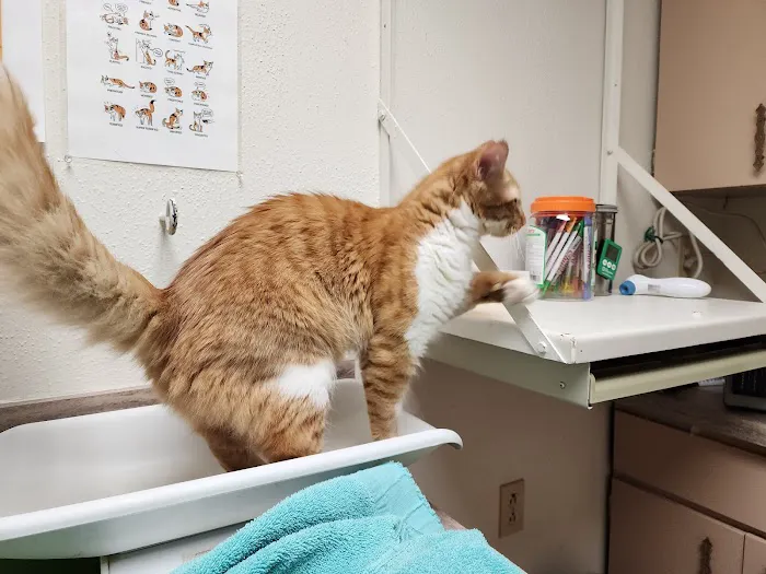 All Creatures Great & Small Veterinary Hospital 12