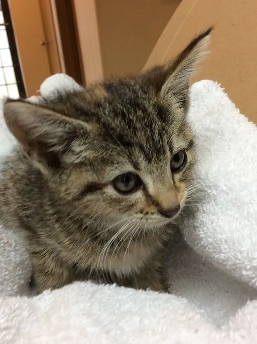 All Creatures Great & Small Veterinary Hospital 12